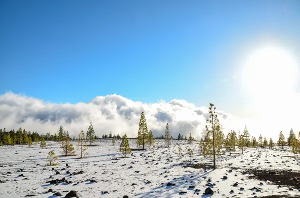 Paesaggio invernale — Foto Stock