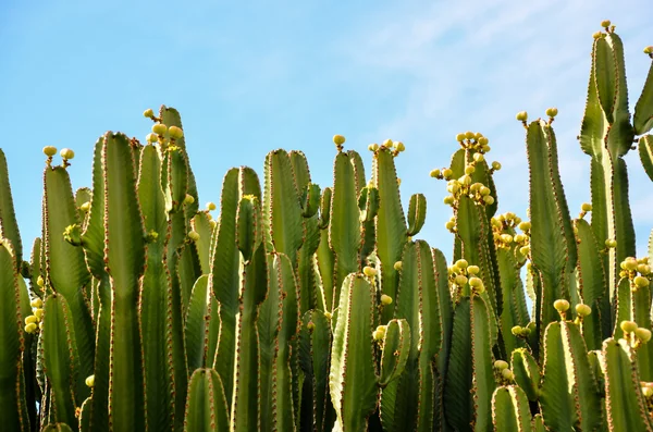 Ηρεμία Cactus ηλιοβασίλεμα έρημο — Φωτογραφία Αρχείου