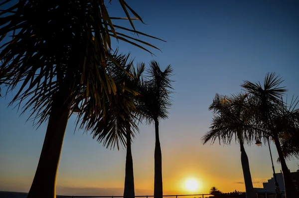 Tropikalnych Wysp Kanaryjskich Palm zielony liść tło — Zdjęcie stockowe