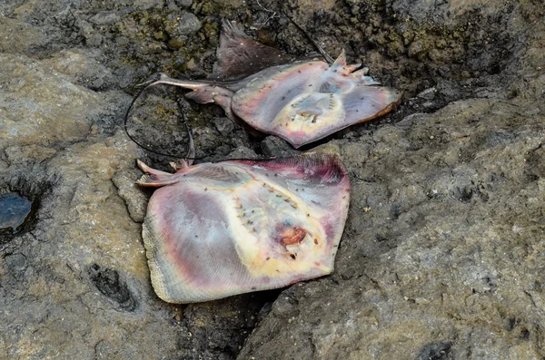 Dead Stingray Fish — Stock Photo, Image