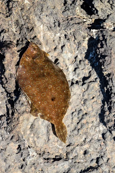 Peixe Stingray morto — Fotografia de Stock