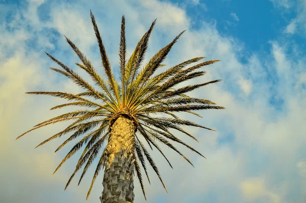 Green Palm Canarian Tree — Stock Photo, Image