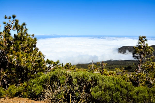 Hohe Wolken über dem Kiefernzapfenwald — Stockfoto