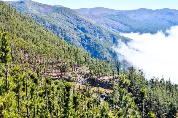 Bosque de madera de pino muy alto — Foto de Stock