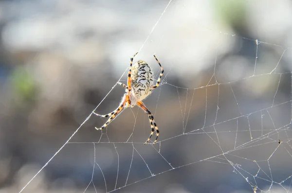 Pavouk a web — Stock fotografie