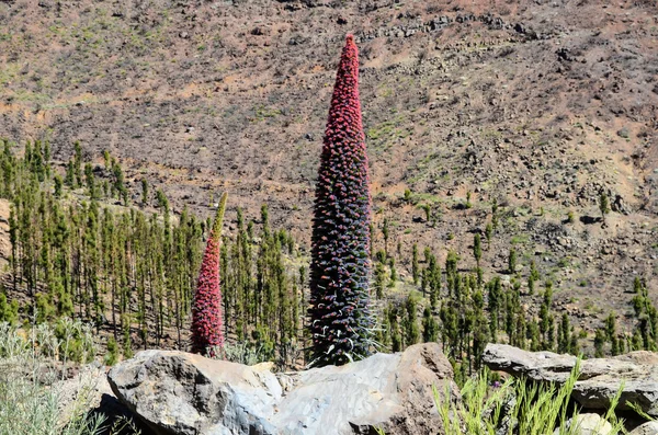 Tajinaste Blume der Insel Teneriffa — Stockfoto