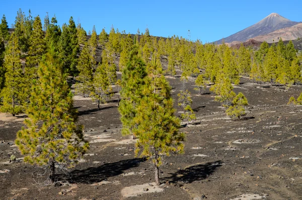 Bosque en el Parque Nacional del Teide Tenerife — Foto de Stock