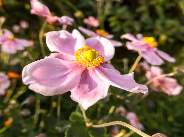 Bloeiende bloem achtergrond — Stockfoto