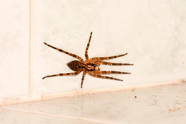 Araña en la pared —  Fotos de Stock