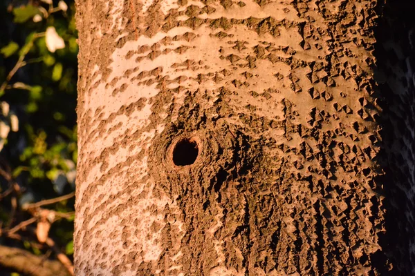 Woodpecker nest in tree — Stock Photo, Image