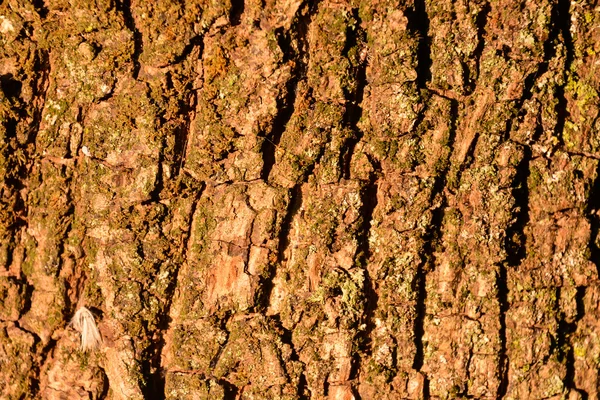 Textura de fondo de madera — Foto de Stock