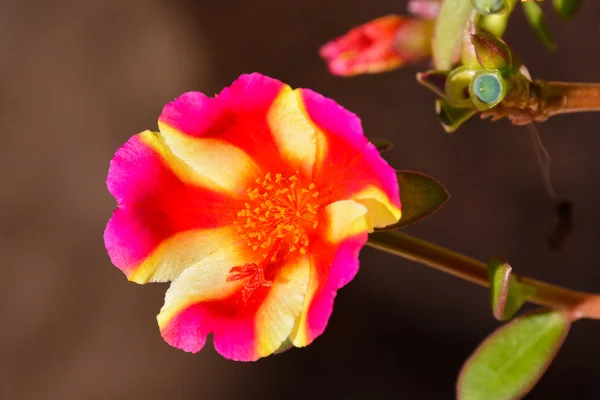 Flor flor fondo —  Fotos de Stock