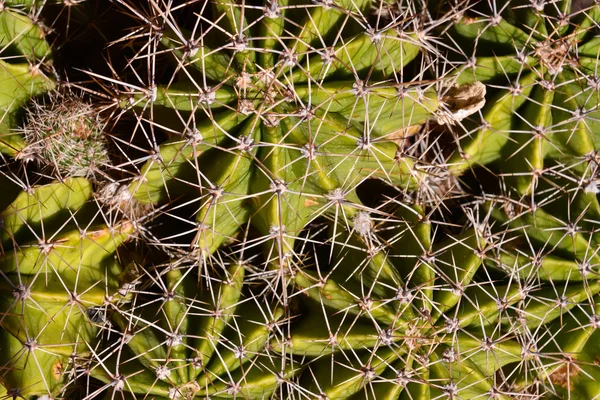 Cactus textur bakgrund — Stockfoto