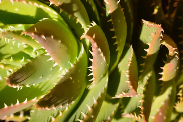 Kaktus tekstura tło — Zdjęcie stockowe
