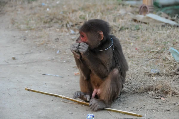 Mono encadenado en Vietnam — Foto de Stock