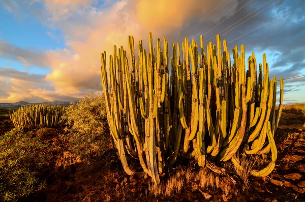 穏やかなサボテン砂漠の夕日 — ストック写真