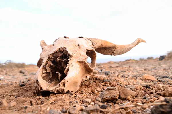 Dry Goat Skull — Stock Photo, Image