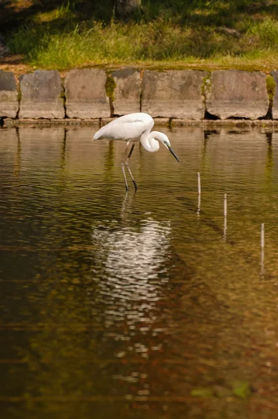 Silberreiher-Fischen — Stockfoto