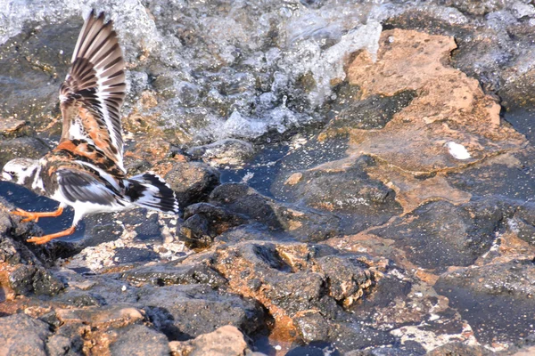 Kentish amante dell'acqua uccello — Foto Stock