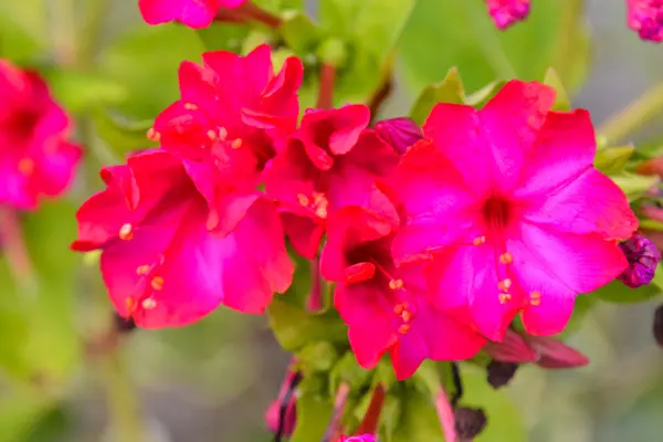 Blommande blomma bakgrund — Stockfoto