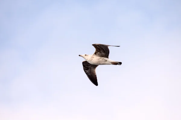 Seagull Water vogel dier — Stockfoto