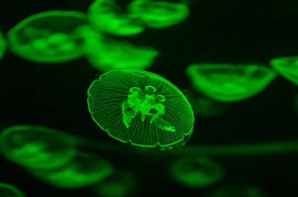 Small Jelly Fish — Stock Photo, Image