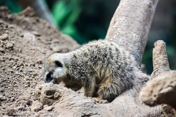 Carnivore mały ssak zwierzę Suricata — Zdjęcie stockowe