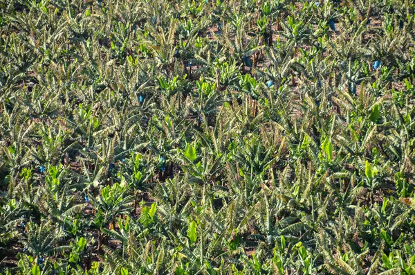 Banana Plantation Field — Stock Photo, Image