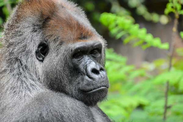 Stark vuxen svart gorilla — Stockfoto