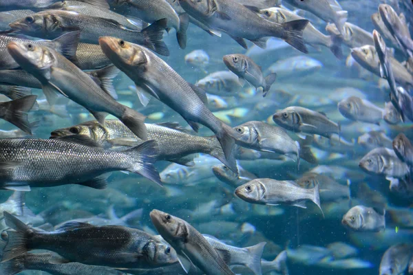 シルバー グレーの魚の学校 — ストック写真