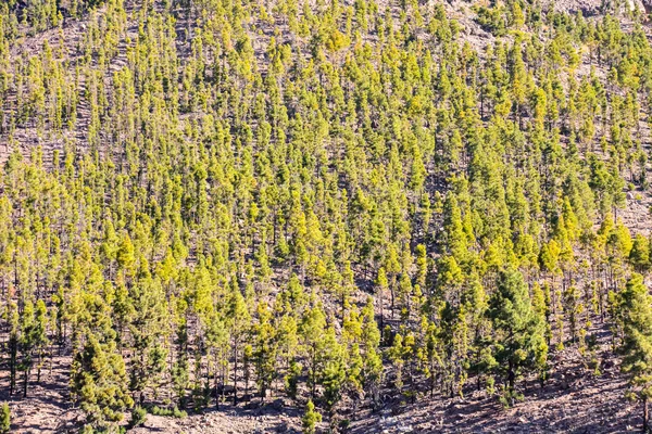 Bosque en el Parque Nacional del Teide Tenerife — Foto de Stock