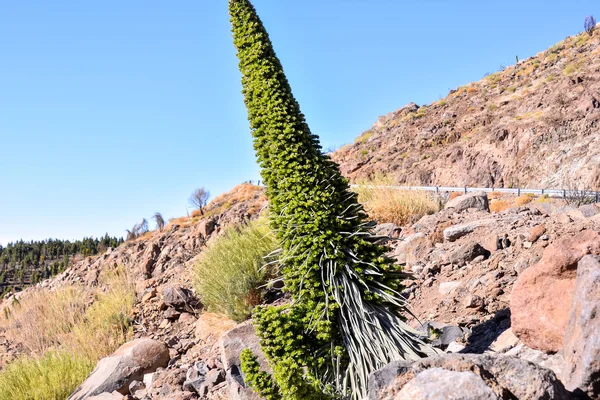 Tajinaste Fiore dell'isola di Tenerife — Foto Stock