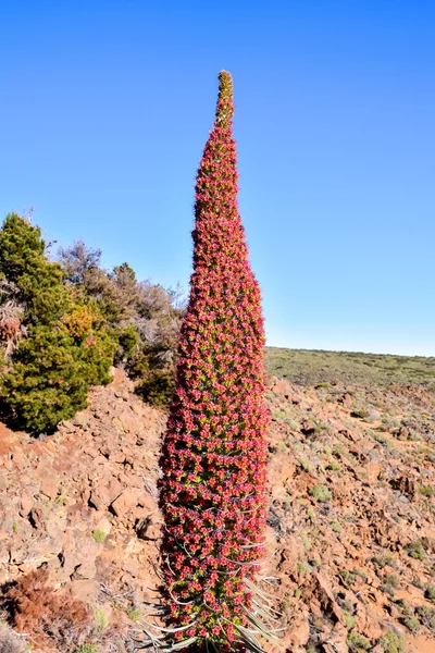 Tajinaste Blume der Insel Teneriffa — Stockfoto