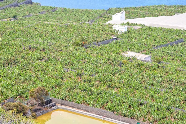 Banana Plantation veld — Stockfoto