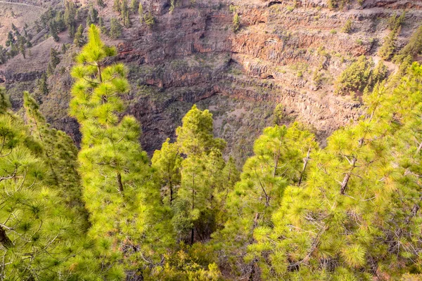 Vista del árbol de pino —  Fotos de Stock