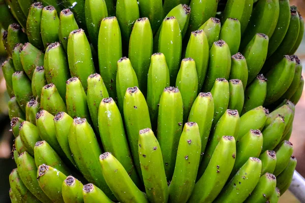 Campo di piantagione di banane — Foto Stock