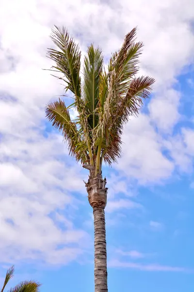 Zielona Palma Drzewo Kanaryjskie — Zdjęcie stockowe