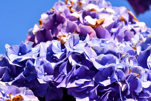 Kvetoucí květinové pozadí — Stock fotografie