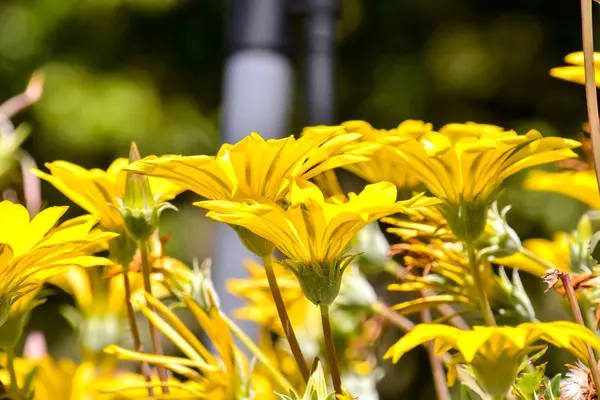 Fioritura fiore sfondo — Foto Stock