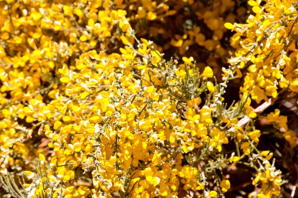 Blooming Flower Background — Stock Photo, Image