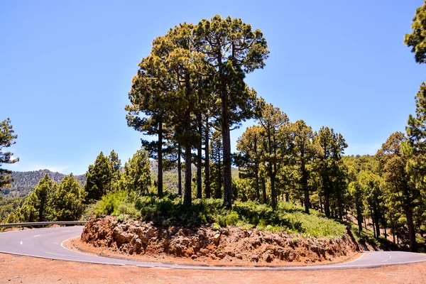 Vista del árbol de pino —  Fotos de Stock