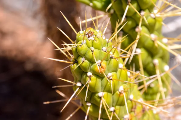 Kaktus textury pozadí — Stock fotografie