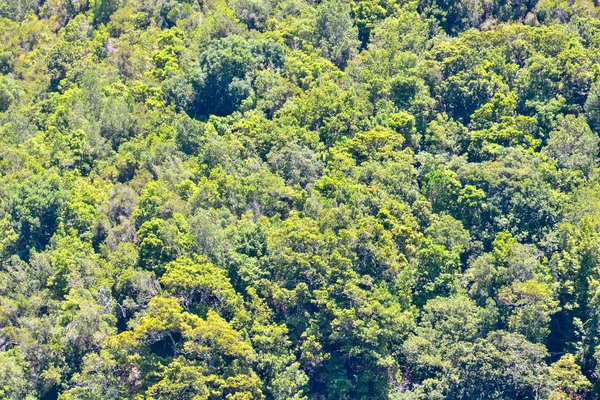 Valley na Kanárských ostrovech — Stock fotografie