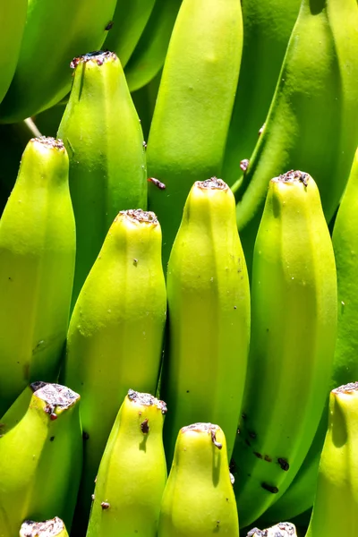 Banánové plantáže pole — Stock fotografie