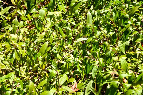 Textura de patrón de hierba verde —  Fotos de Stock