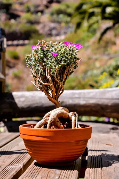 Seltsame ungewöhnliche Pflanzenkübel — Stockfoto