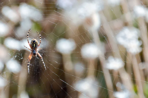 Araña y su telaraña —  Fotos de Stock