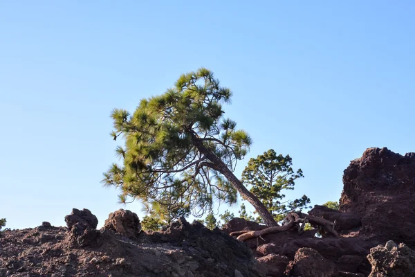 Çam ağaç görünümü — Stok fotoğraf