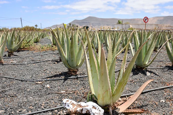 Aloe vera växt — Stockfoto