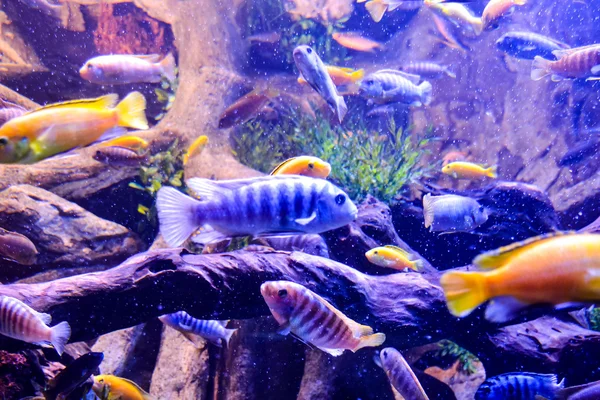 Aquarium voller schöner tropischer Fische — Stockfoto